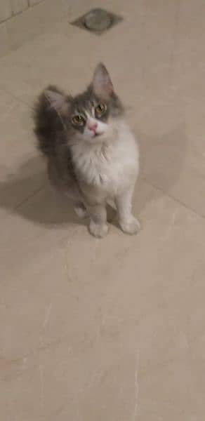 Persian cat for sell 13