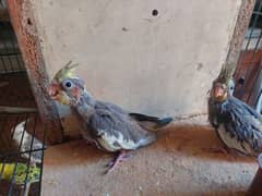 for tame cockrail babies for sale 800 per piece