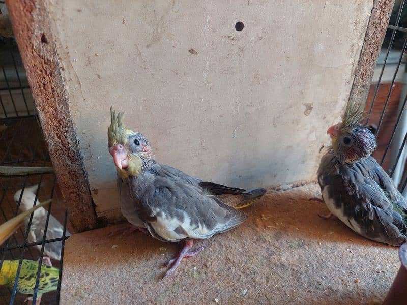 for tame cockrail babies for sale 800 per piece 1