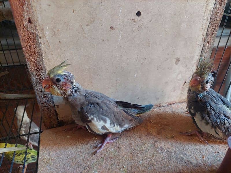 for tame cockrail babies for sale 800 per piece 3