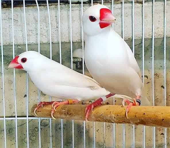 White and silver java breeder  pcs 0