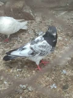 pigeon for sale 0