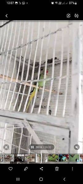 Raw parrot pair 1