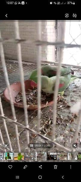 Raw parrot pair 4