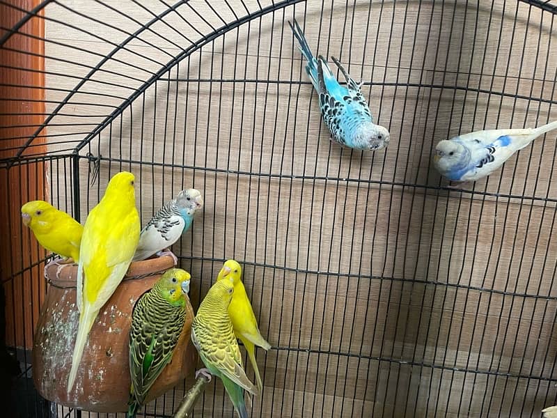 budgies for sale 1