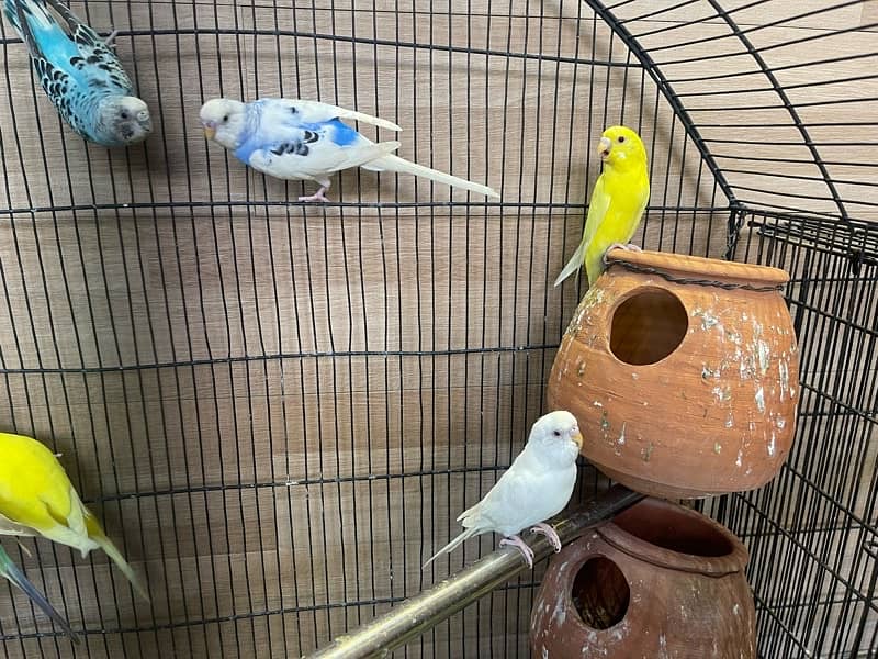 budgies for sale 2