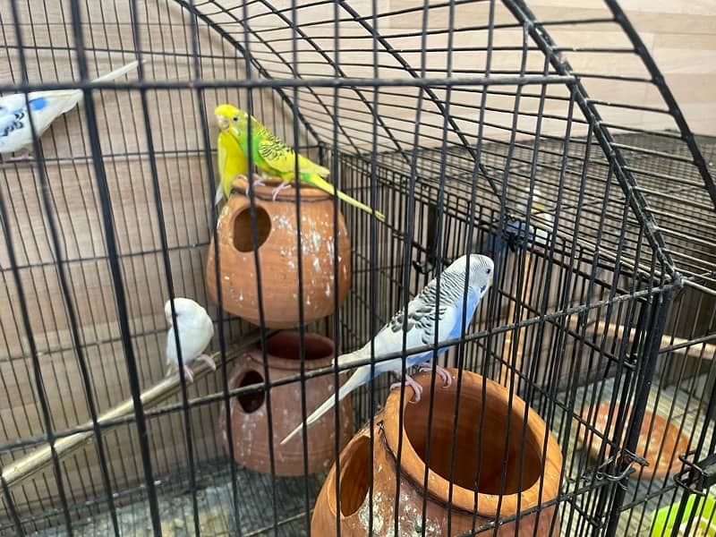 budgies for sale 3