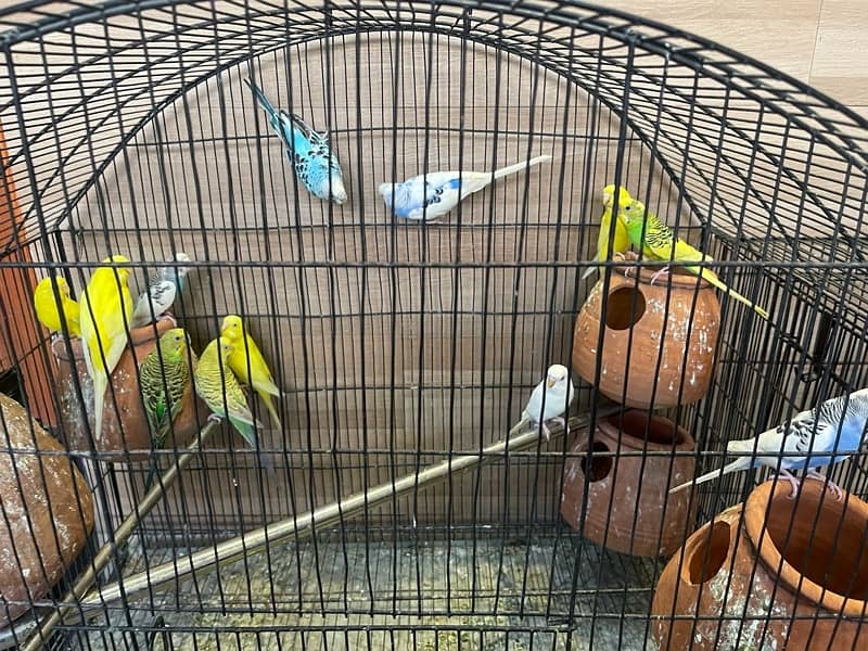 budgies for sale 4