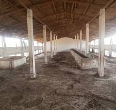 Goat Poultry Cattle Sheds for Rent