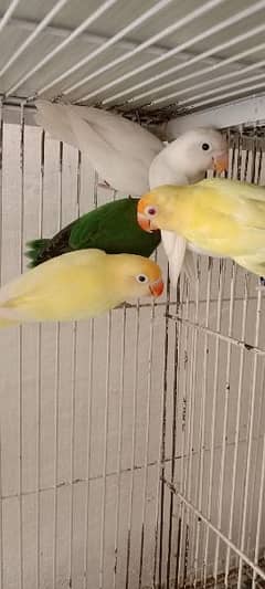 Albino, Lutino, Palefellows and all lovebirds available for sale