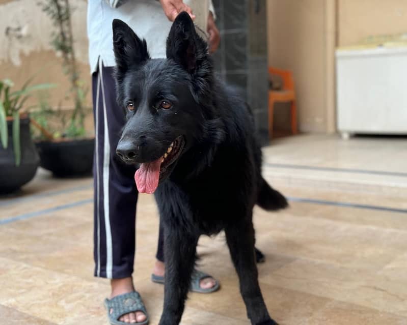 German shepherd/ GSD/ long coat dog/ pedigree dog 1