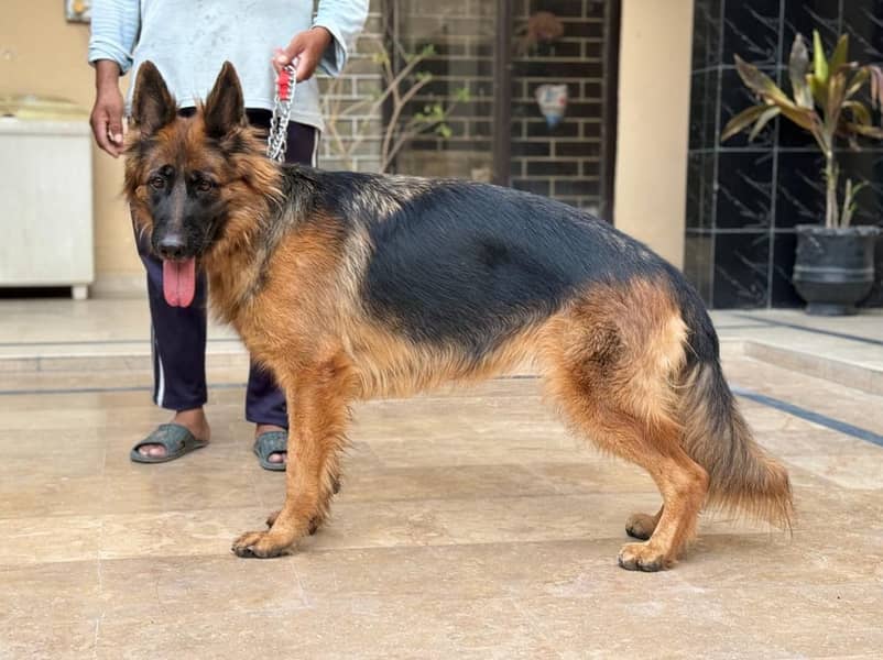 German shepherd/ GSD/ long coat dog/ pedigree dog 4