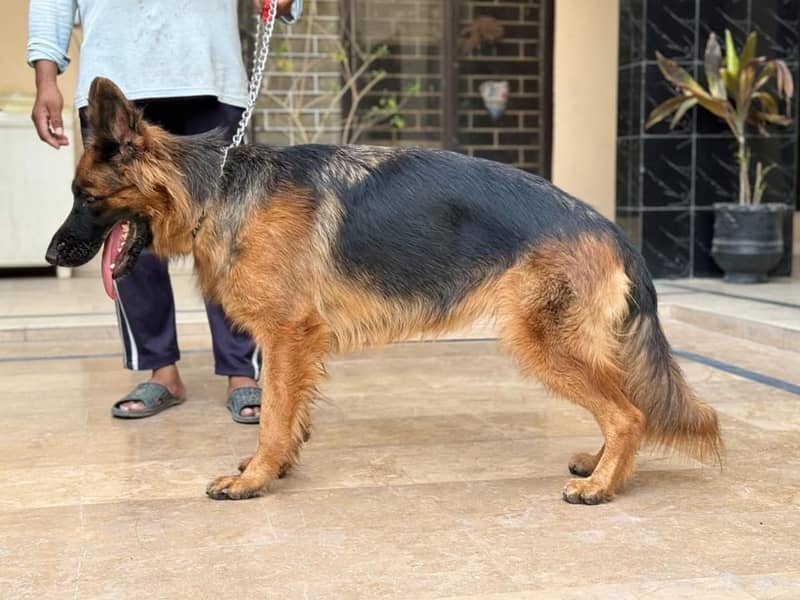 German shepherd/ GSD/ long coat dog/ pedigree dog 5
