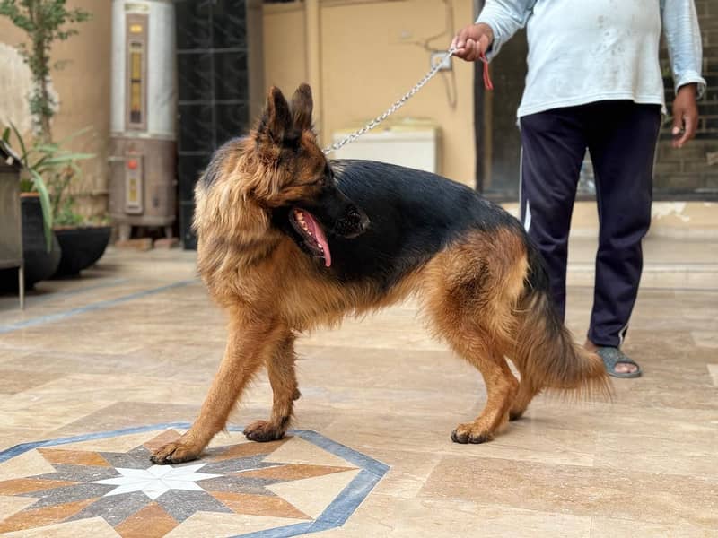 German shepherd/ GSD/ long coat dog/ pedigree dog 6