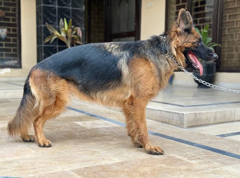 German shepherd/ GSD/ long coat dog/ pedigree dog 7