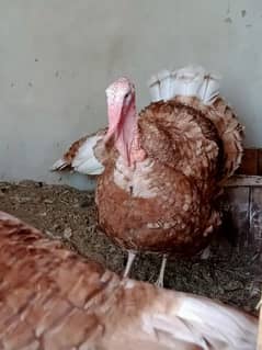 Turkey chicks & male