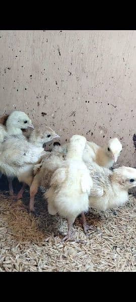 Turkey chicks & male 1