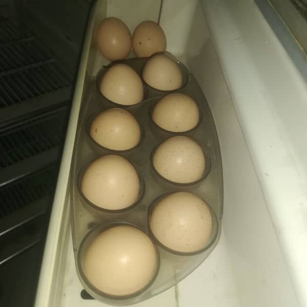 Aseel murgi kuruk 10 eggs 2
