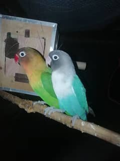 Love birds Breeder pair 4sale