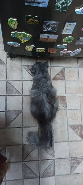 cat urgent sale pursein sale 2