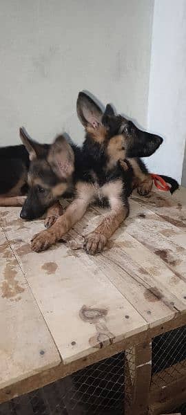 German Shepherd puppy for sale 1