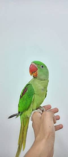 Male Raw Parrot baby 3 months old.