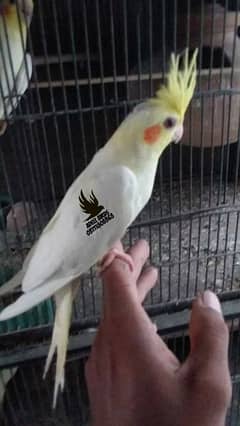 Hand tame cocktail
