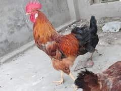 Desi Cock & Hens 0