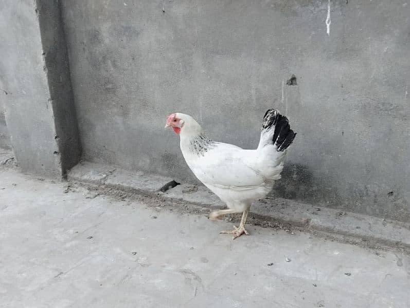 Desi Cock & Hens 2