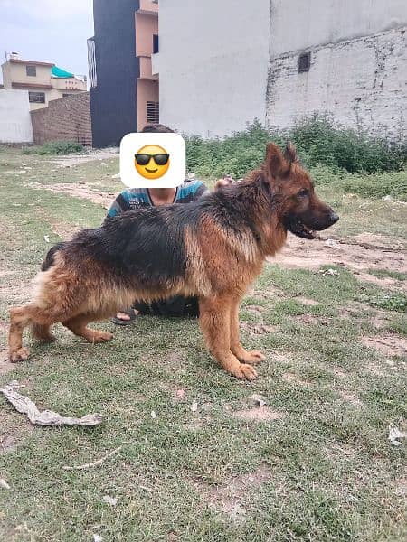 GSD long coot femail (non ped) 1