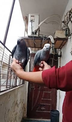 Grey Parrot Self Chicks
