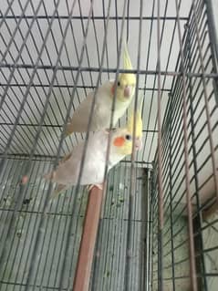 Creame cocktail breeder pair available for sale 0