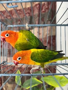 Lovebirds breeder pairs available