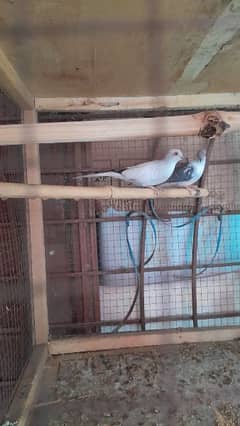 diamond pied dove 2 confirm breeder pairs and 4 pices male