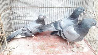 Patti Wali Best Quality High Flyer Chiks For Sale