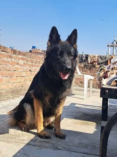 Pink pedigree long coat German shepherd female