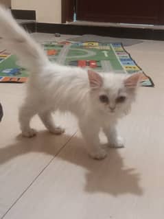 Persian Kitten for sale in Karachi