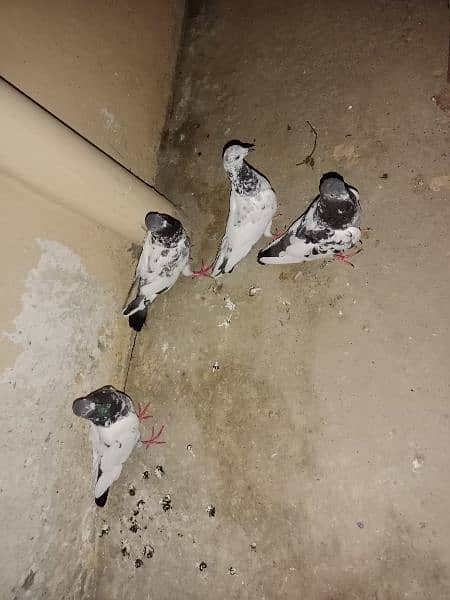 2 pairs of White eye pigeons 5