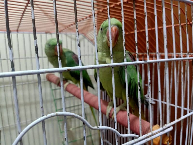 Alexandrine Raw Parrots 0