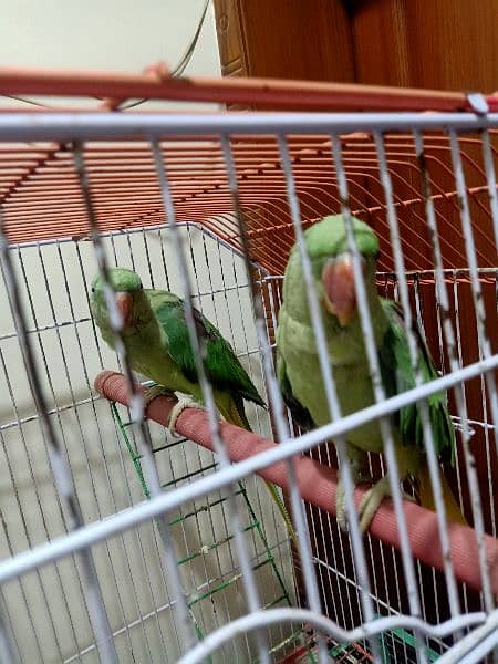 Alexandrine Raw Parrots 1