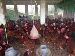 Rir Australorp and fayumi hens