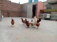 Healthy & Active total 8 hain 2 male 6 femal Egg lying hain 0