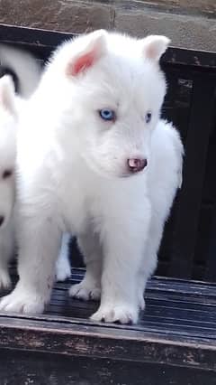 Pure white Siberian husky