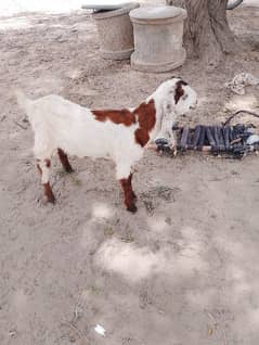 bakry and bakri path for sale