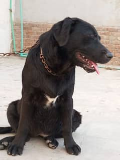 Labrador puppies female available for sale 03064249567