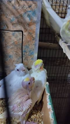 1 Cockatiel parrots chick for hand taming
