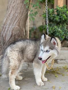 husky male puppy avalible
