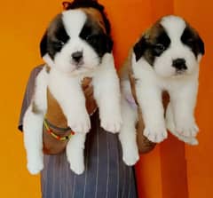 saint bernard  importat puppies top class quality king size puppies