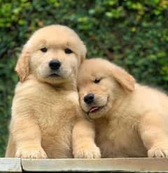 outstanding importat breed golden retriever pidgree puppies