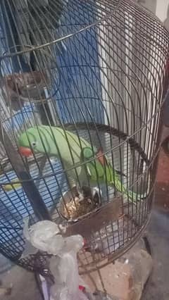 Raw parrot female